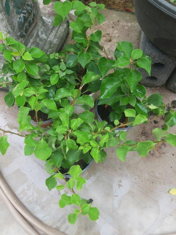 Cây hoa giấy màu hồng phớt cây đẹp chuẩn giống