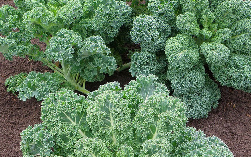 Hạt Giống Cải Kale - Rau Cải Ngon Dễ Trồng