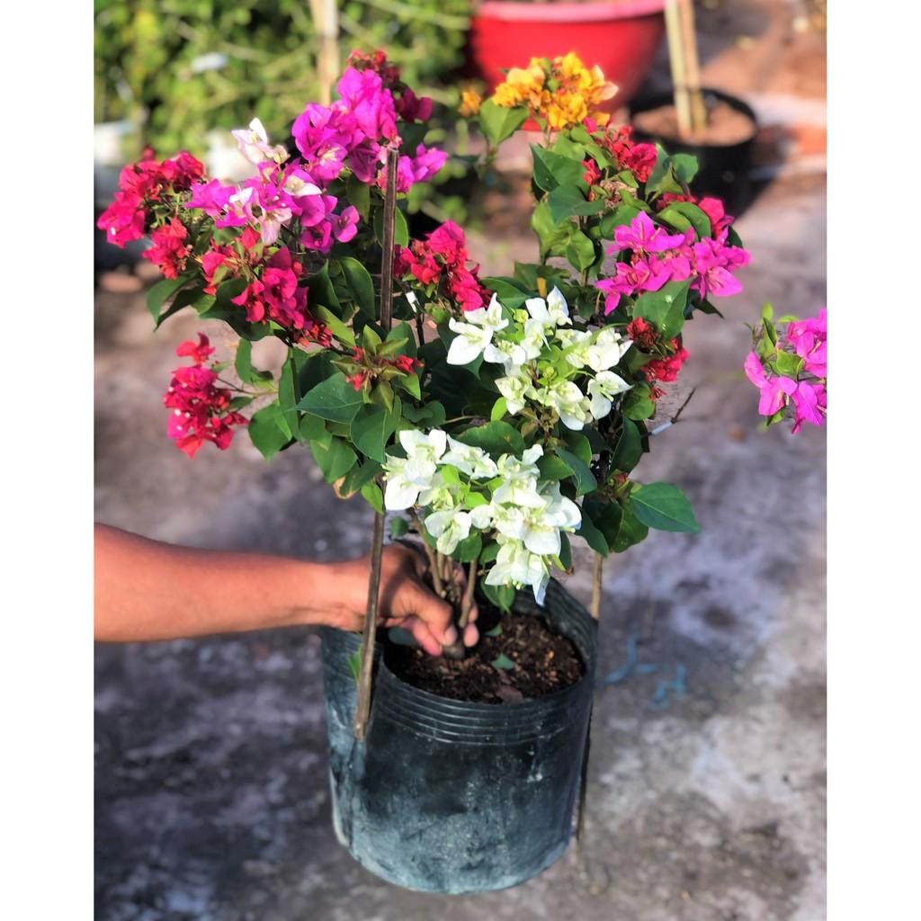 Chậu hoa giấy 3 màu