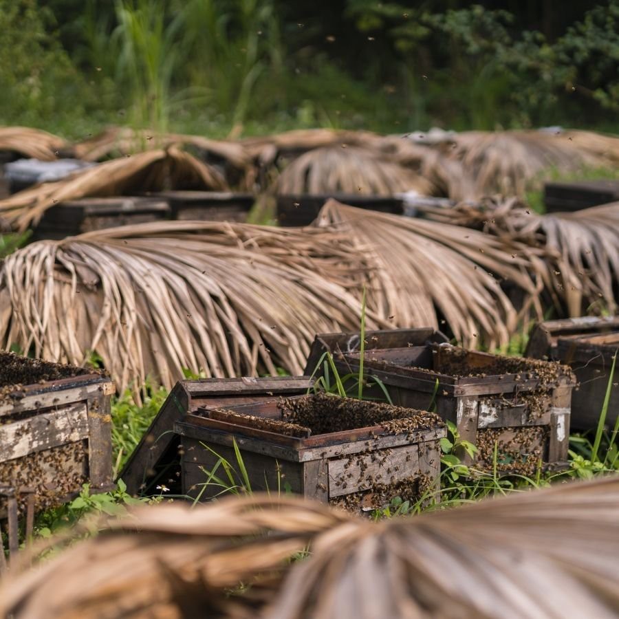 Mật ong nguyên chất thượng hạng Mẹ Tiên Honimore 500g/chai - mật ong rừng