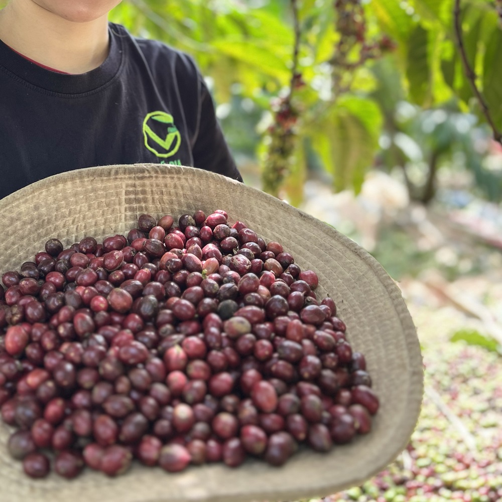 Cà Phê Culi Thượng Hạng Rang Mộc Nguyên Chất Vũ Gia (200g/ hũ)