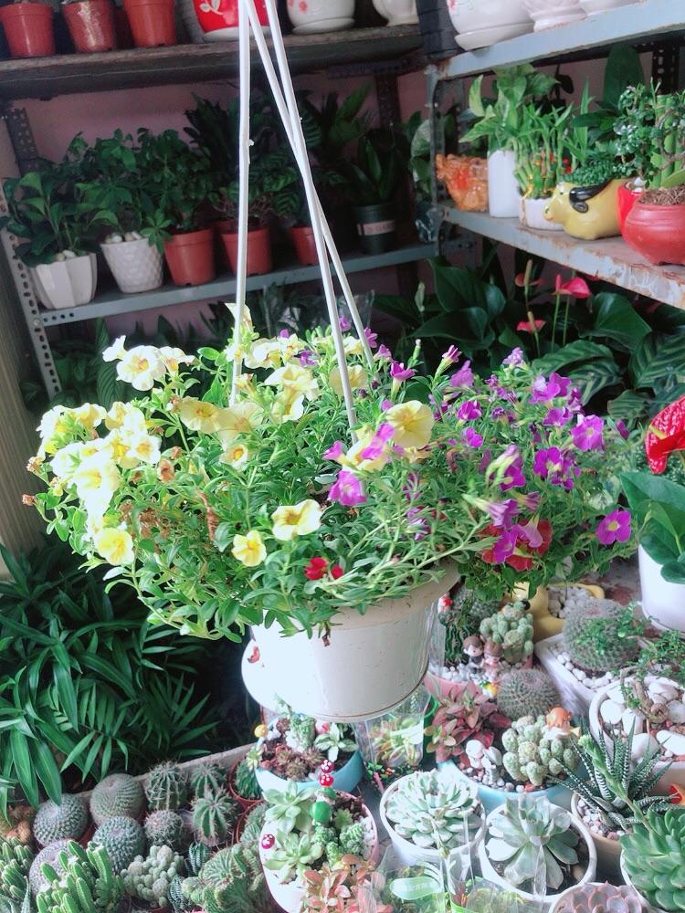 Chậu Cây Triệu Chuông