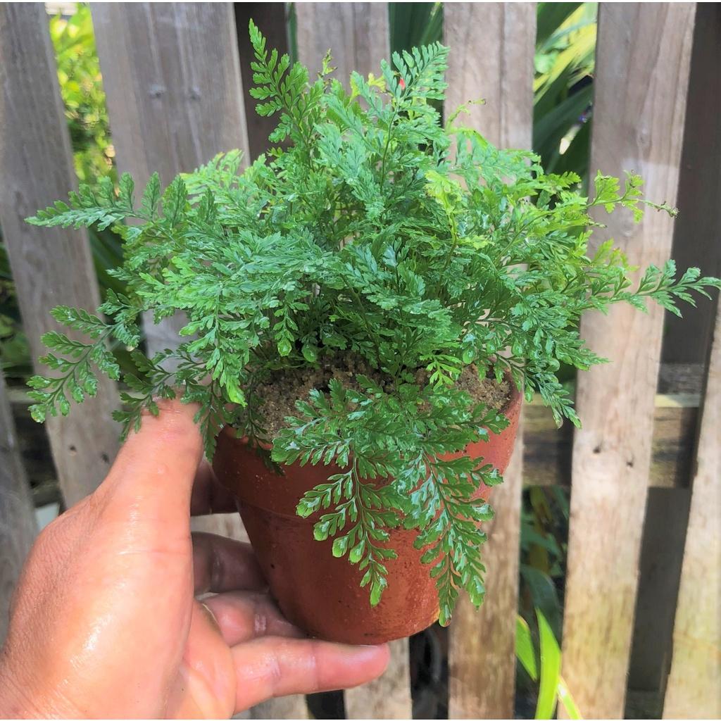 Chậu đất nung cây dương xỉ Pháp
