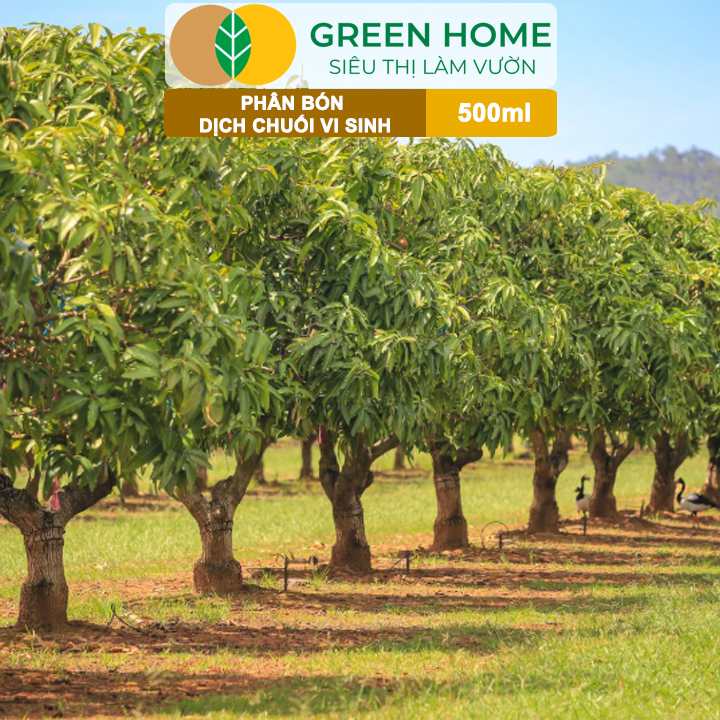 Dịch Chuối Vi Sinh HK GreenHome, Chai 500ml, Vàng Cơm, Tạo Ngọt, Ra Hoa, Bóng Trái, Đậu Trái Mạnh