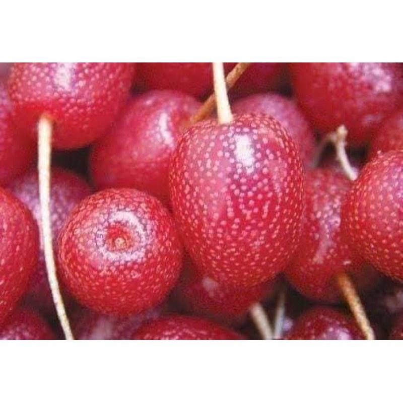 Cây nhót ngọt giống Mỹ siêu trái