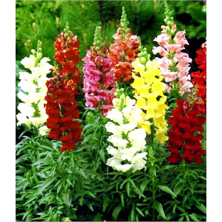 Hạt giống hoa mõm sói mix màu -gói 100 hạt