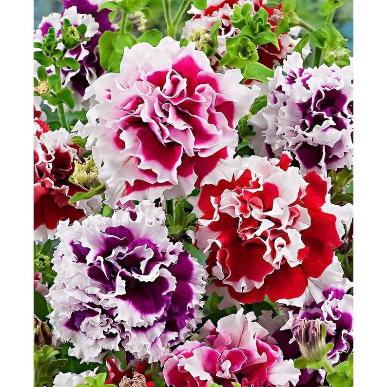 Hạt giống hoa dạ yến thảo kép nhiều màu KNS361 - Gói 20 hạt