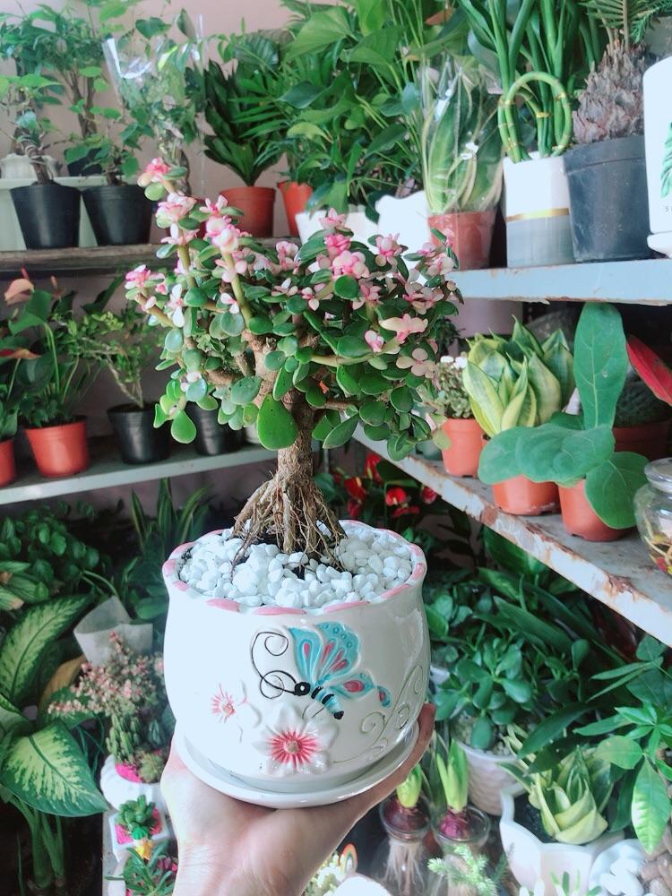 Chậu Cây Cành Vàng Lá Ngọc