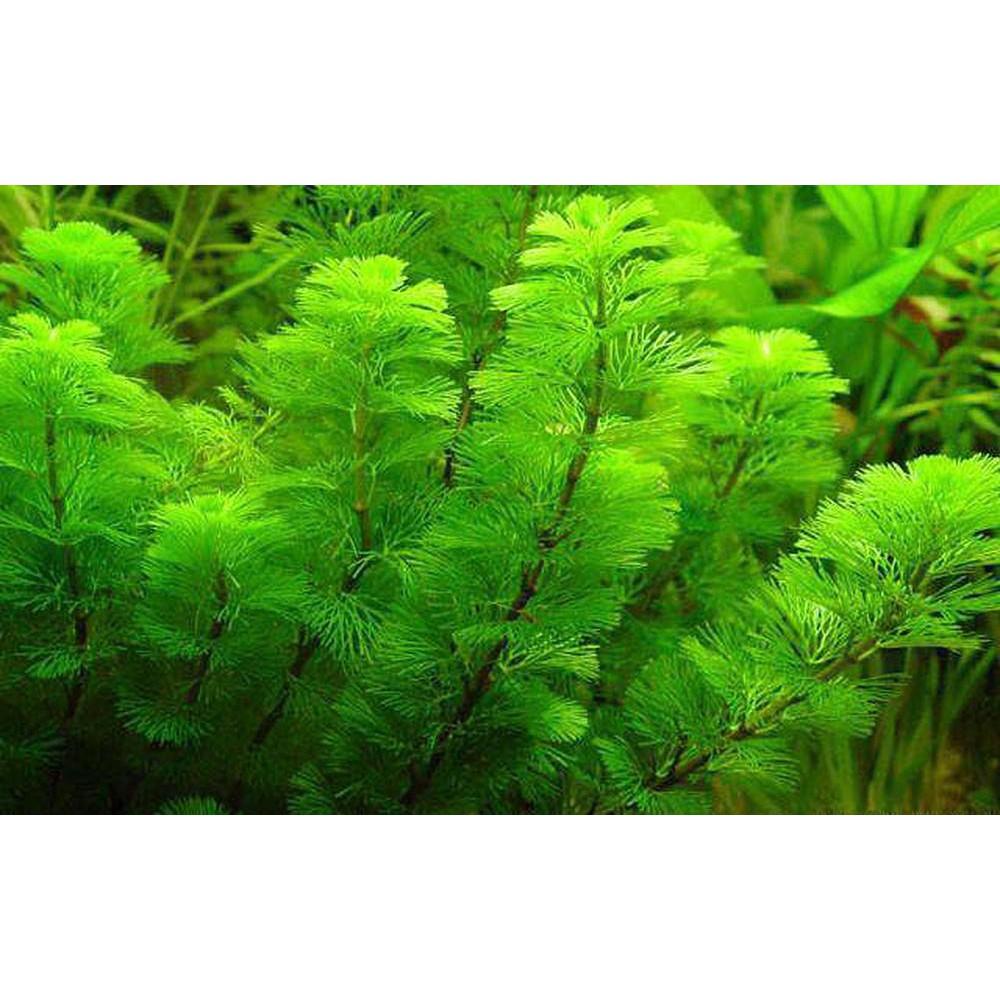 Rong La Hán Thủy Sinh - Nhánh Rong La Hán Thủy Sinh - Mộc Nhân Farm