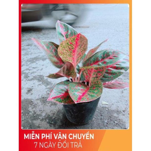 Cây Như Ý Màu Đỏ