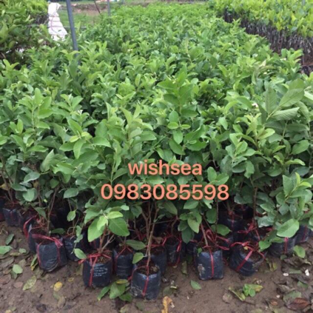 Cây ổi nữ hoàng