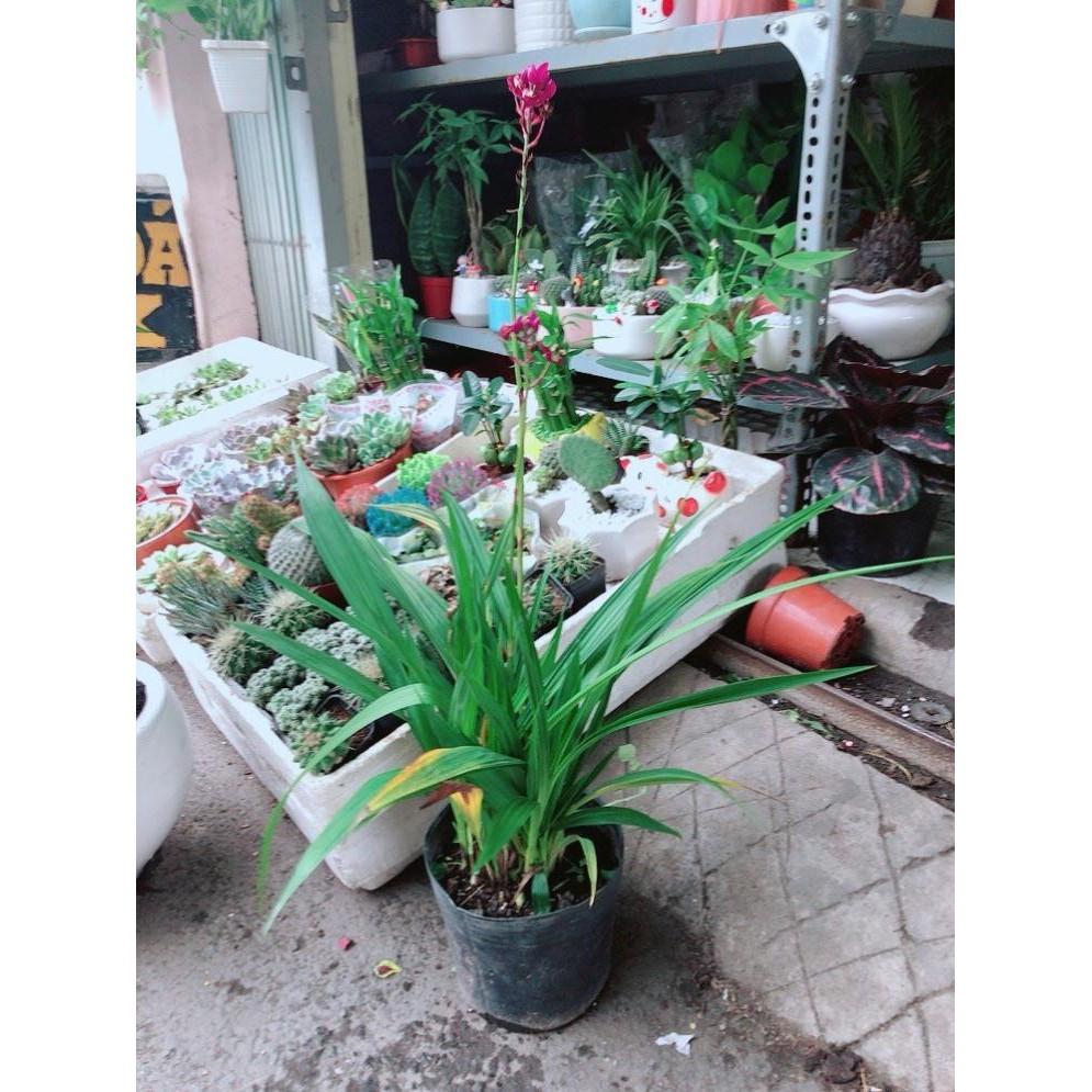 Cây Lan Đất Bán Chạy
