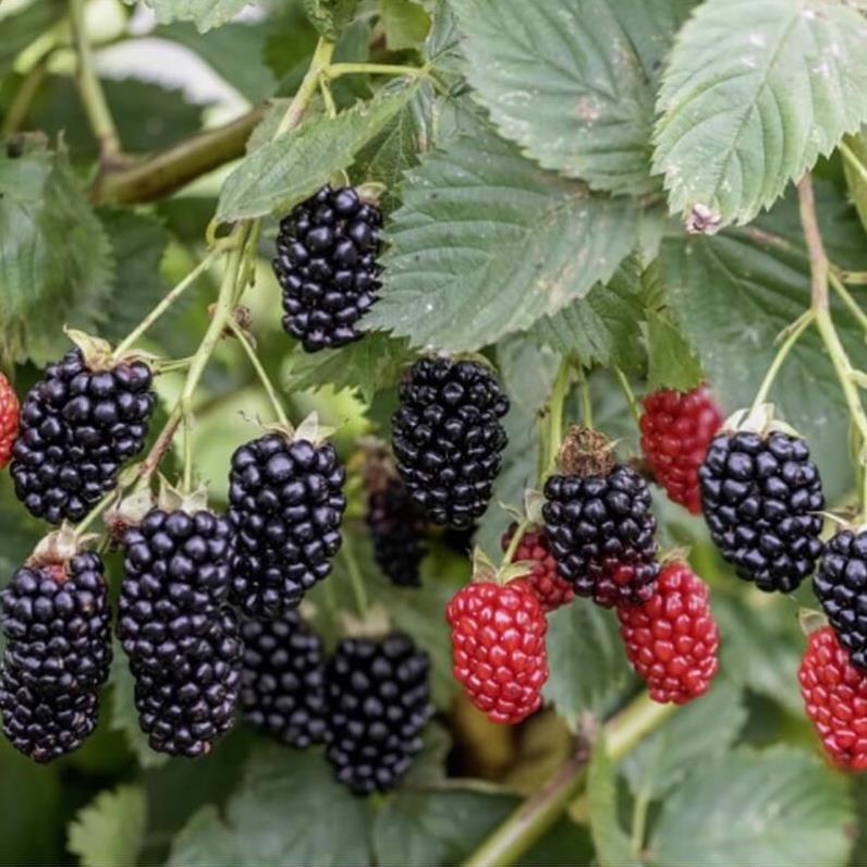 CÂY GIỐNG MÂM XÔI ĐEN  CÂY NHỎ NHẬP KHẨU SIÊU QUẢ DÒNG QUẢ SỚM- CAM KÊT GIỐNG CHUẨN F1