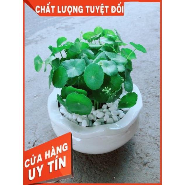 Chậu Cỏ Đồng Tiền