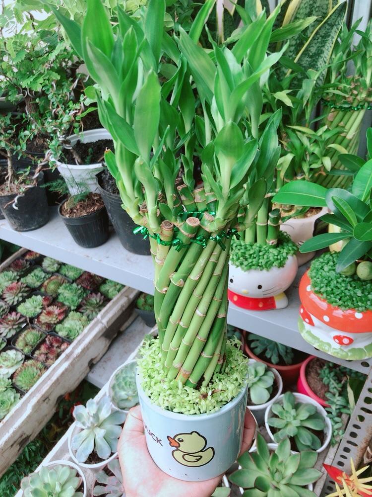 Chậu Trúc Phát Tài