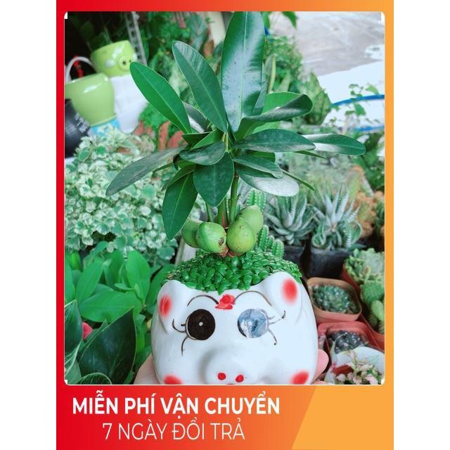 Chậu Cây May Mắn