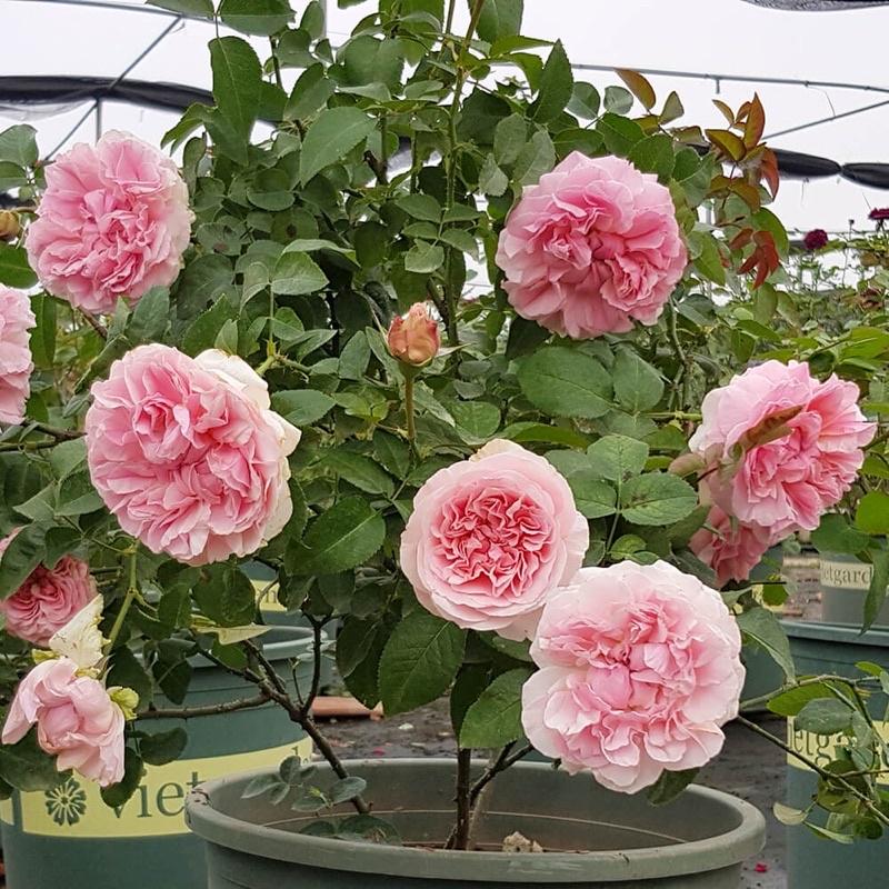 Hoa hồng Miranda rose - hồng bụi, hoa to, thơm