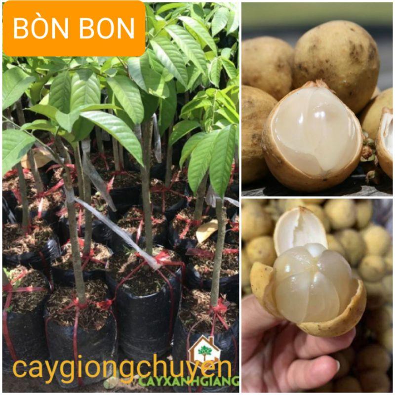 CÂY GIỐNG BÒN BON