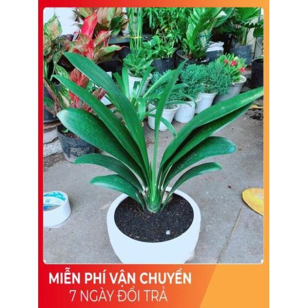 Chậu Lan Quân Tử