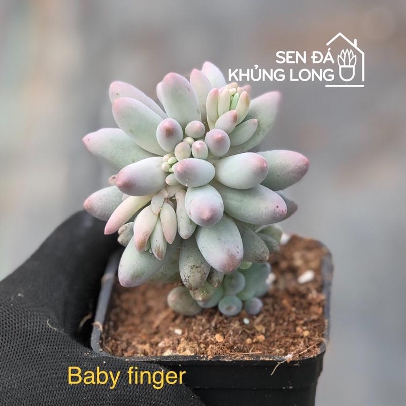 sen đá baby finger - pachyphytum baby finger