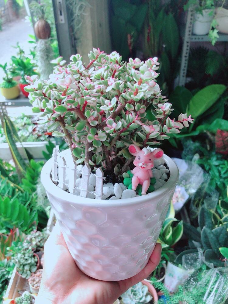 Chậu Cành Vàng Lá Ngọc Tiểu Cảnh