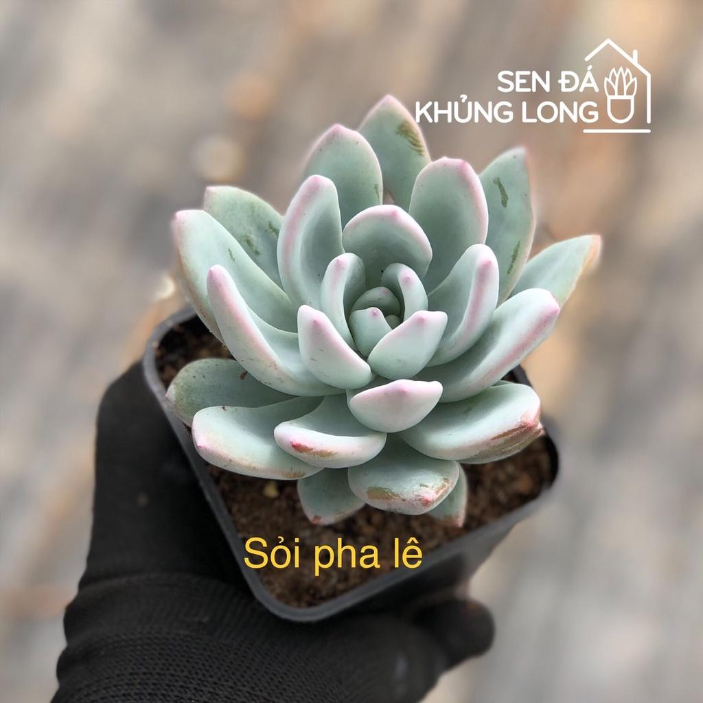 Sen đá Sỏi Pha Lê - pachyveria powder puff