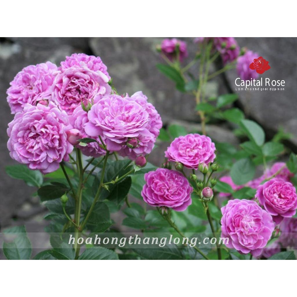 Hoa hồng ngoại Blu Boy - bầu to cây trưởng thành