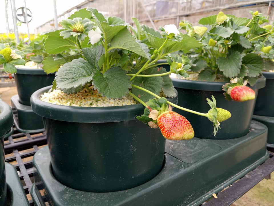 Dinh dưỡng thủy canh dâu tây Hợp Trí Hydro Strawberry 10kg