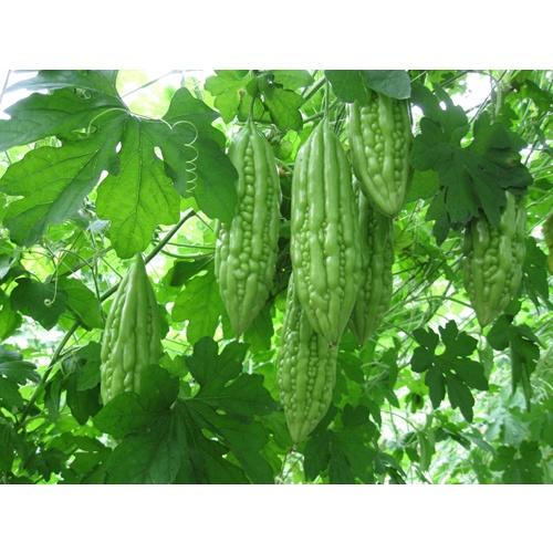 HẠT GIỐNG CÂY KHỔ QUA cao sản
