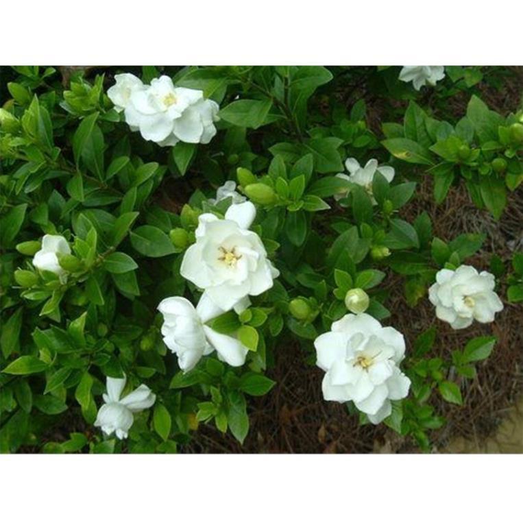 COMBO 2 BẦU CÂY GIỐNG HOA BẠCH THIÊN HƯƠNG-nguyên bầu cây giống
