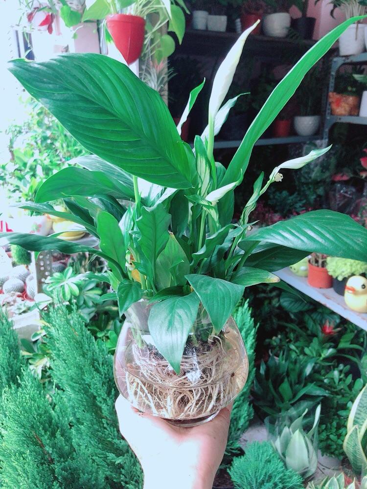 Chậu Cây Lan Ý Thuỷ Sinh