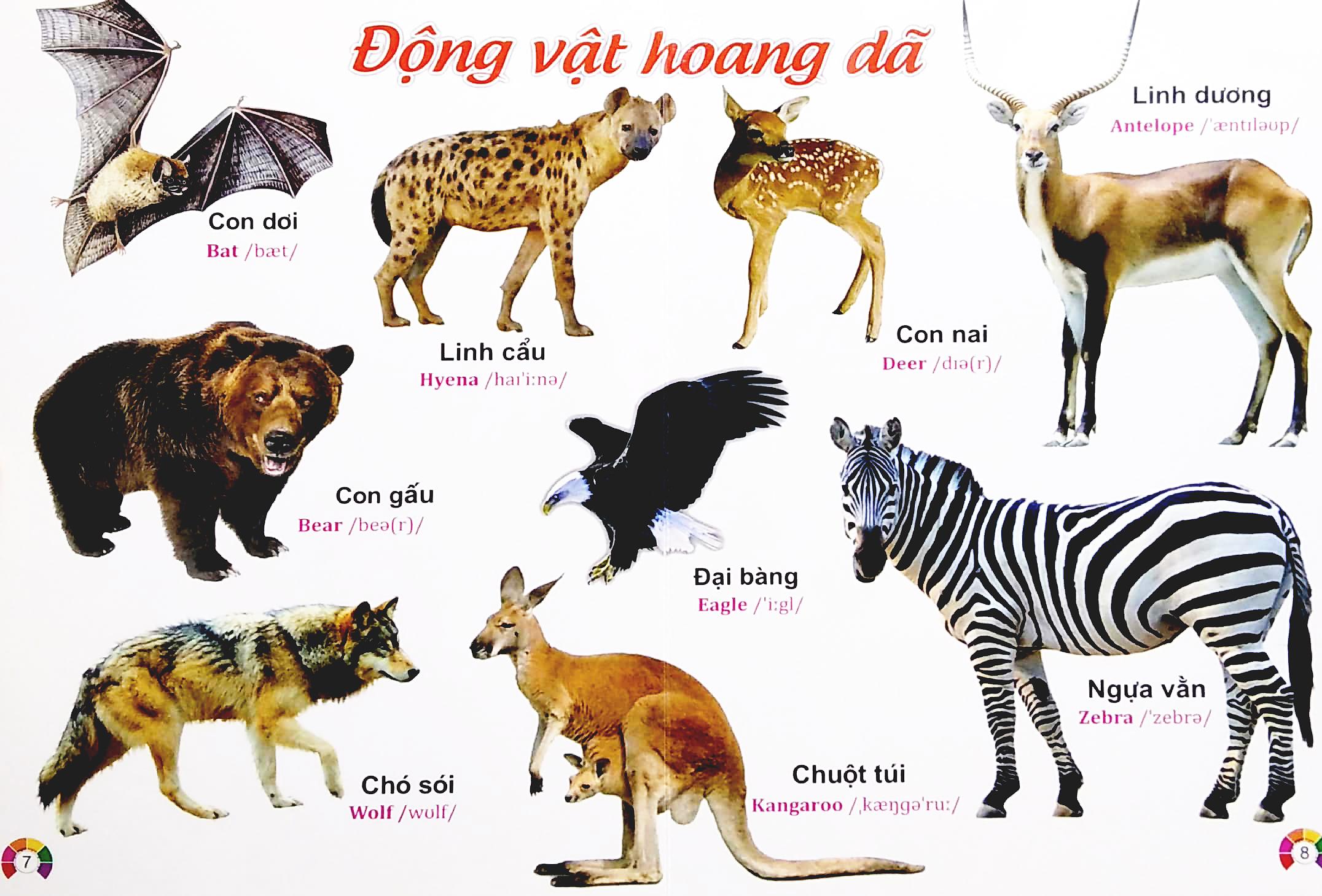 Từ Điển Bằng Tranh Động Vật - Song Ngữ Việt - Anh