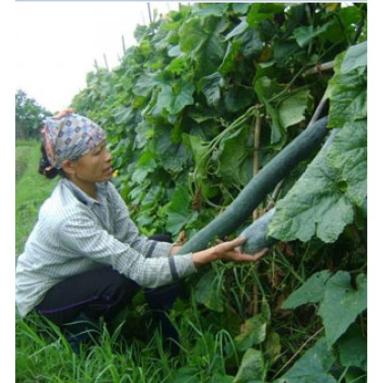 Hạt giống bí xanh dài 1 gói 30 hạt
