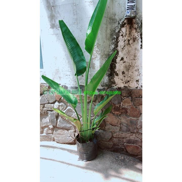 Chuối Rẻ Quạt  chỉ giao hcm