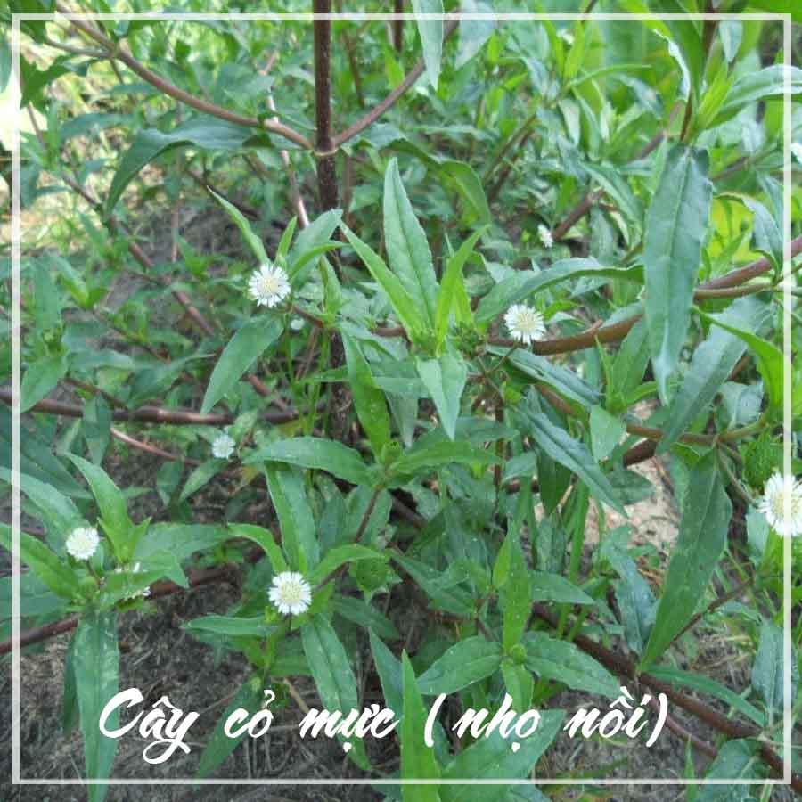 Combo 2kg Cây Cỏ Mực (Nhọ Nồi) khô