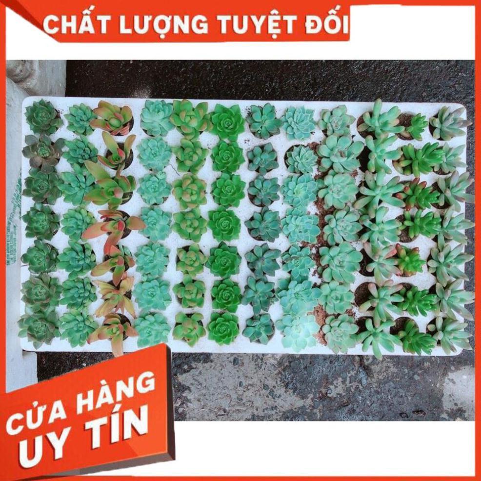 Combo 10 cây sen đá vỉ Nhiều Người Mua