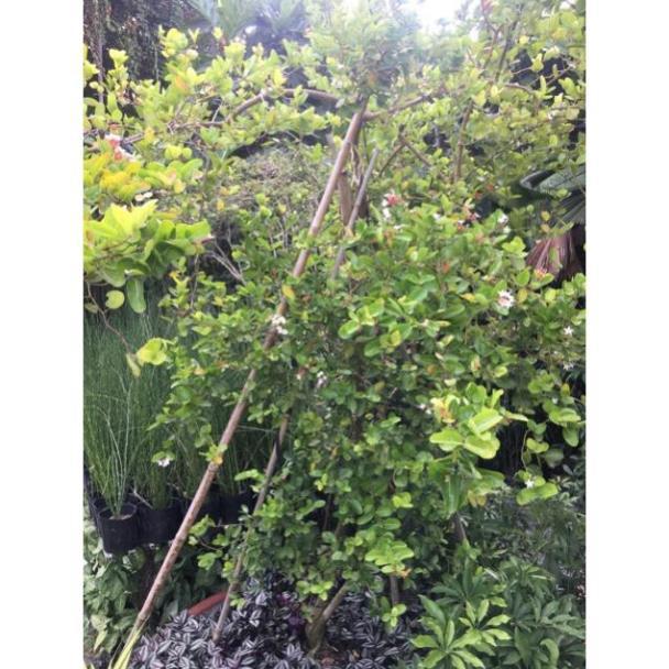 CÂY SIRÔ LÀM NƯỚC UỐNG