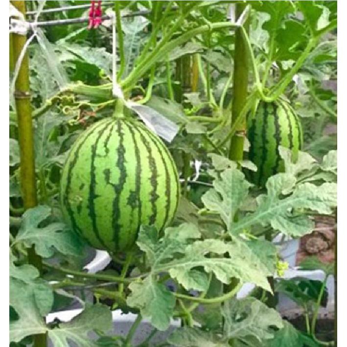 Hạt giống dưa hấu ruột vàng F1 KNS3342 - Gói 10 hạt
