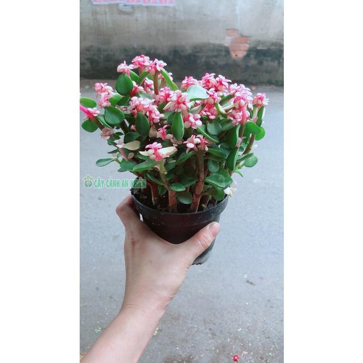 Cây Cành Vàng Lá Ngọc