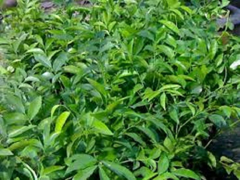 Cây Móc Mật giống, cây bầu lớn to khỏe, cây đẹp