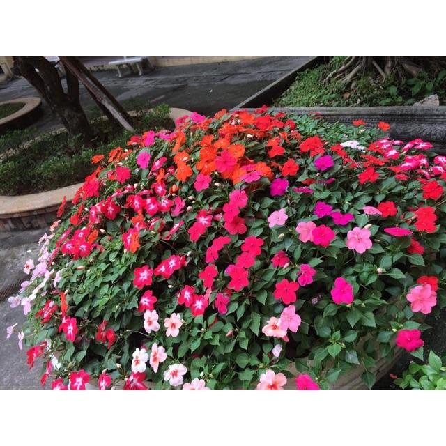 Hạt Giống Hoa Ngọc Thảo Cánh Đơn -