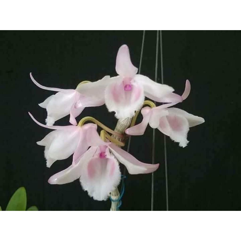 Cốc phi điệp 5 cánh HỒNG HỔ PHÁCH - hàng CẤY MÔ - hoa TÙY DUYÊN - hoa siêu đẹp