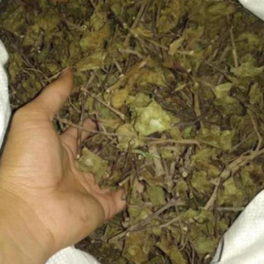 Cây giống muống biển