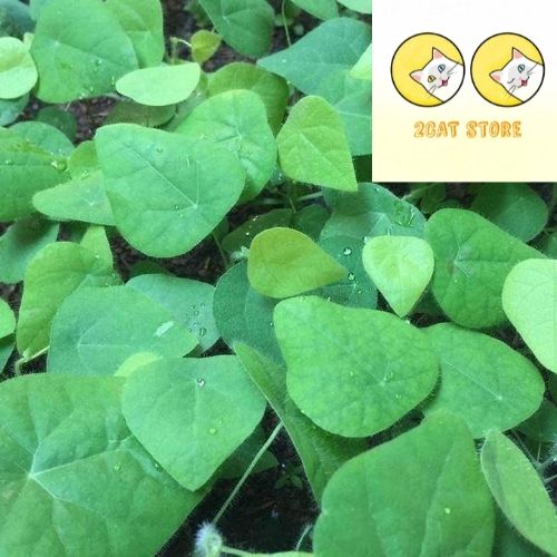 Hạt Giống Sương Sâm Lông Rado 406 gói 10 hạt Dễ trồng