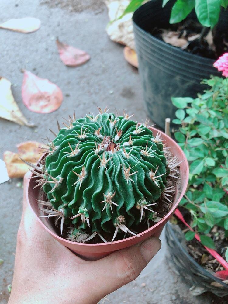 Xương Rồng Trúc Ngọc