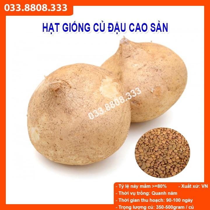 HẠT GIỐNG CỦ ĐẬU 100gram - Hạt giống tốt tỷ lệ nảy mầm cao, củ to đẹp
