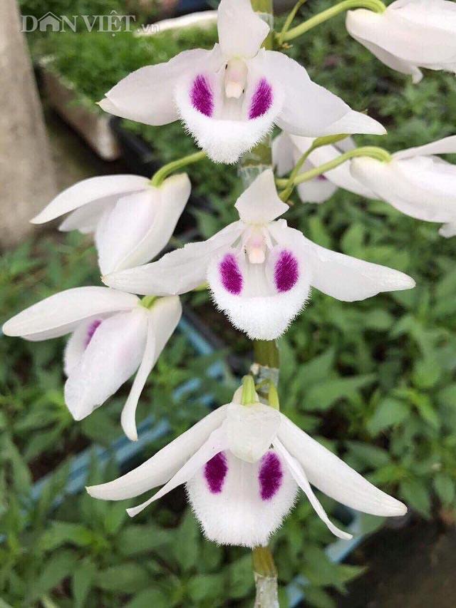Phi điệp đột biến, phi điệp 5 cánh trắng, phi điệp 5 cánh trắng Người đẹp bình dương, cây đẹp khỏe ấm chậu