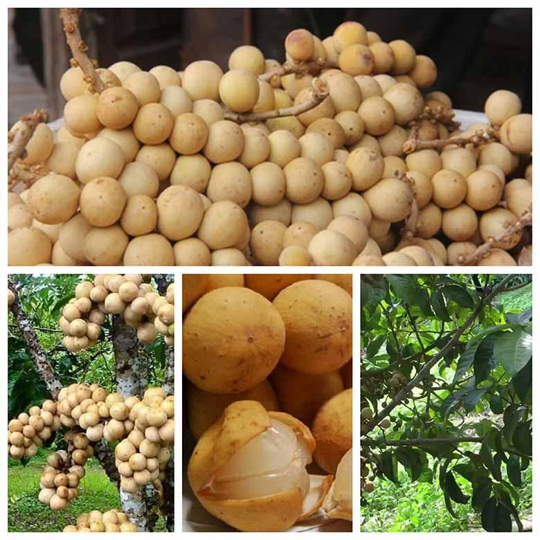 Cây bòn bon Thái lan ghép, cây đẹp, ra quả sau 6 tháng trồng, giống nhập khẩu