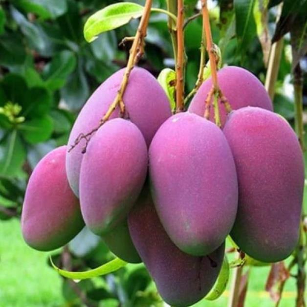 Sản phẩm CÂY XOÀI THÁI TÍM