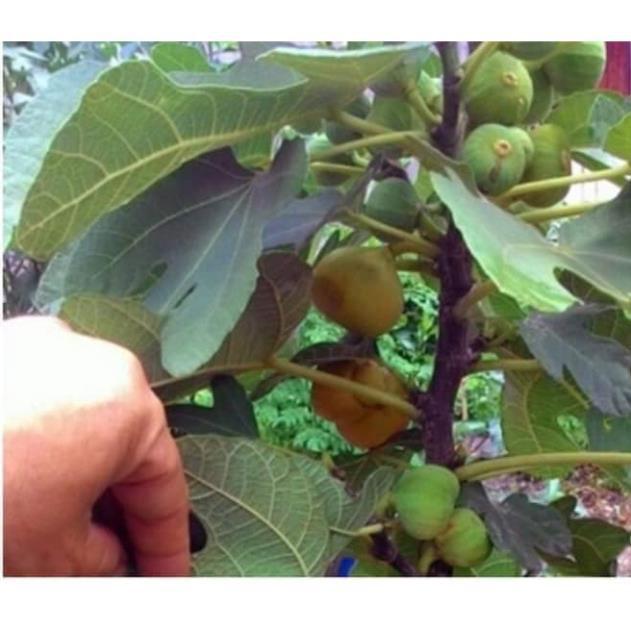 Sản phẩm CÂY SUNG MỸ SẴN QUẢ ĐỘC LẠ